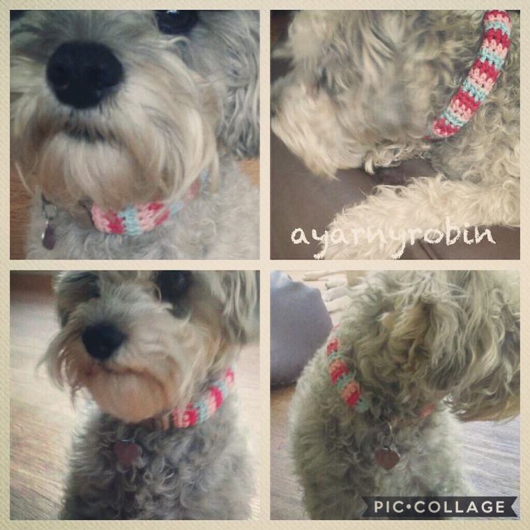 free dog collar crochet pattern...simple free pattern which you can crochet in under an hour