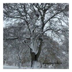 a snowy tree